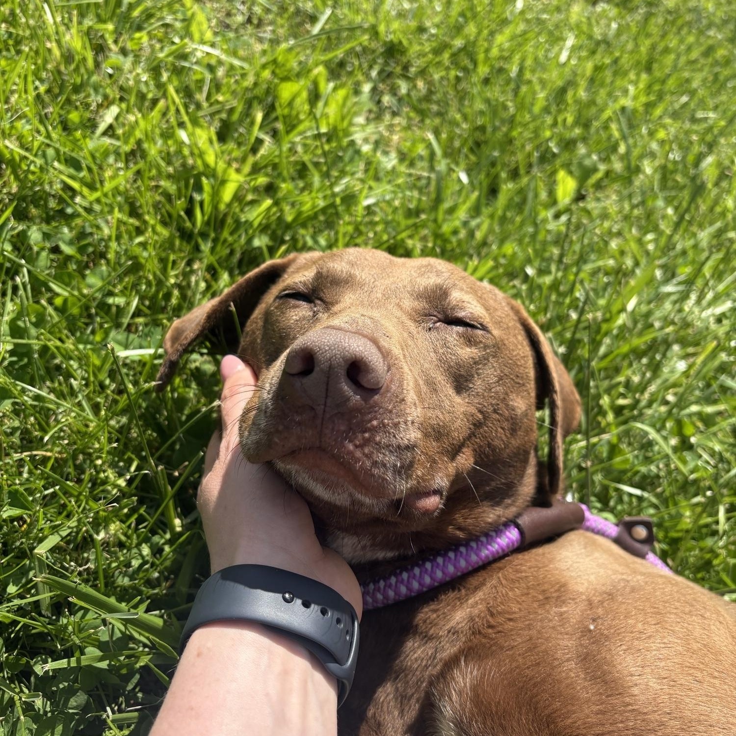 Enlarge Prim, a ADOPTABLE mixed breed in Saint Charles, MO image 2/4