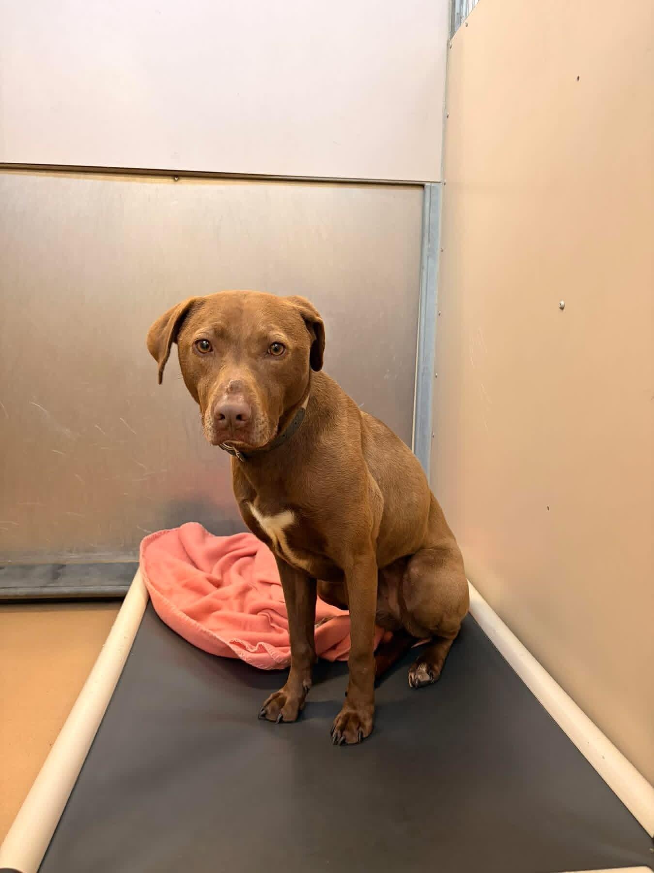 Enlarge Prim, a ADOPTABLE mixed breed in Saint Charles, MO image 4/4