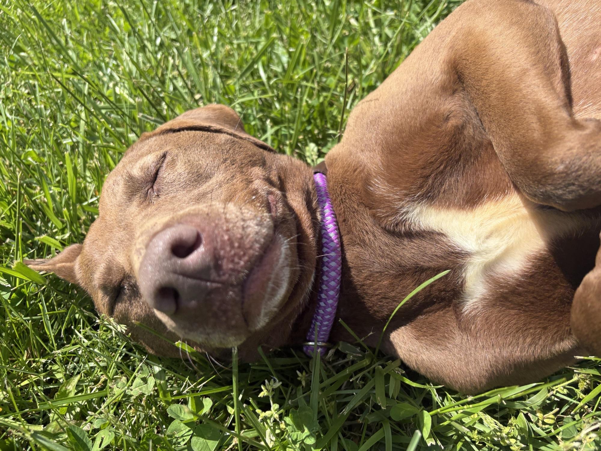 Enlarge Prim, a ADOPTABLE mixed breed in Saint Charles, MO image 1/4