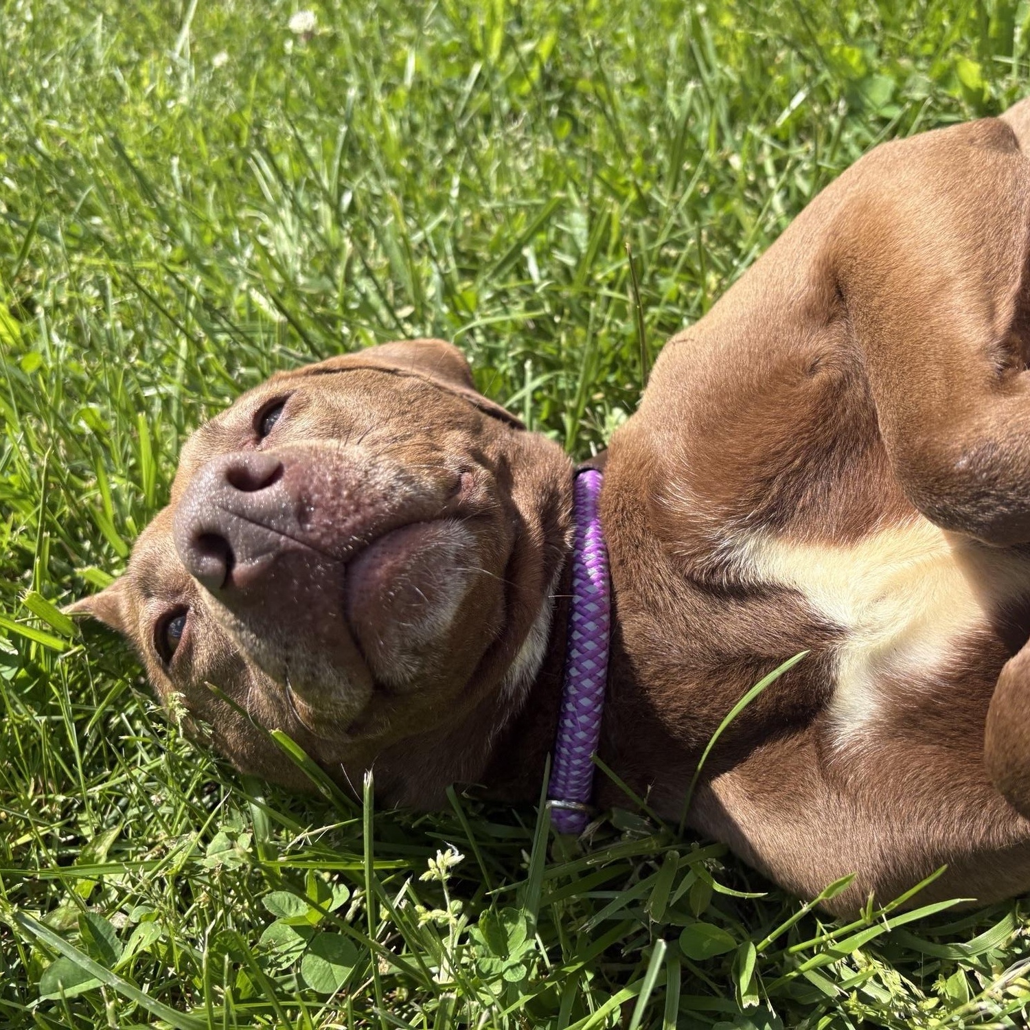 Enlarge Prim, a ADOPTABLE mixed breed in Saint Charles, MO image 3/4
