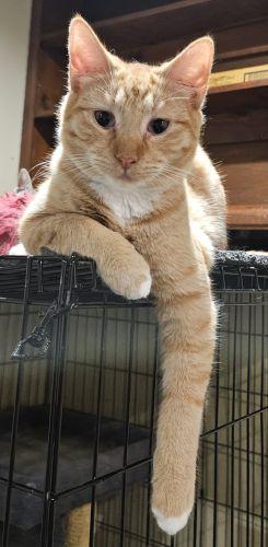 Enlarge Chili, a ADOPTABLE mixed breed in Bethlehem, PA image 3/3