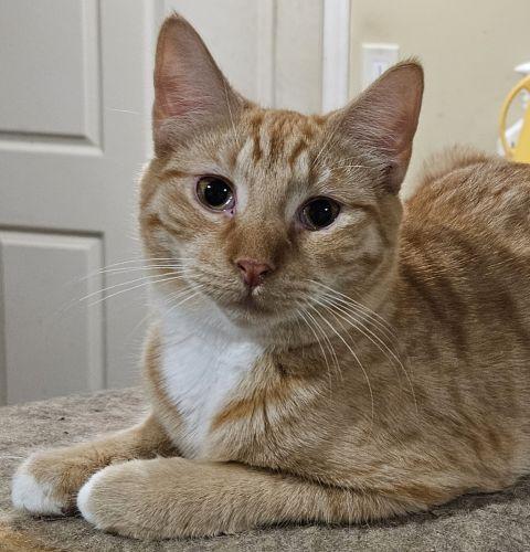Chili, ADOPTABLE, Young Male Domestic Short Hair & Tabby.