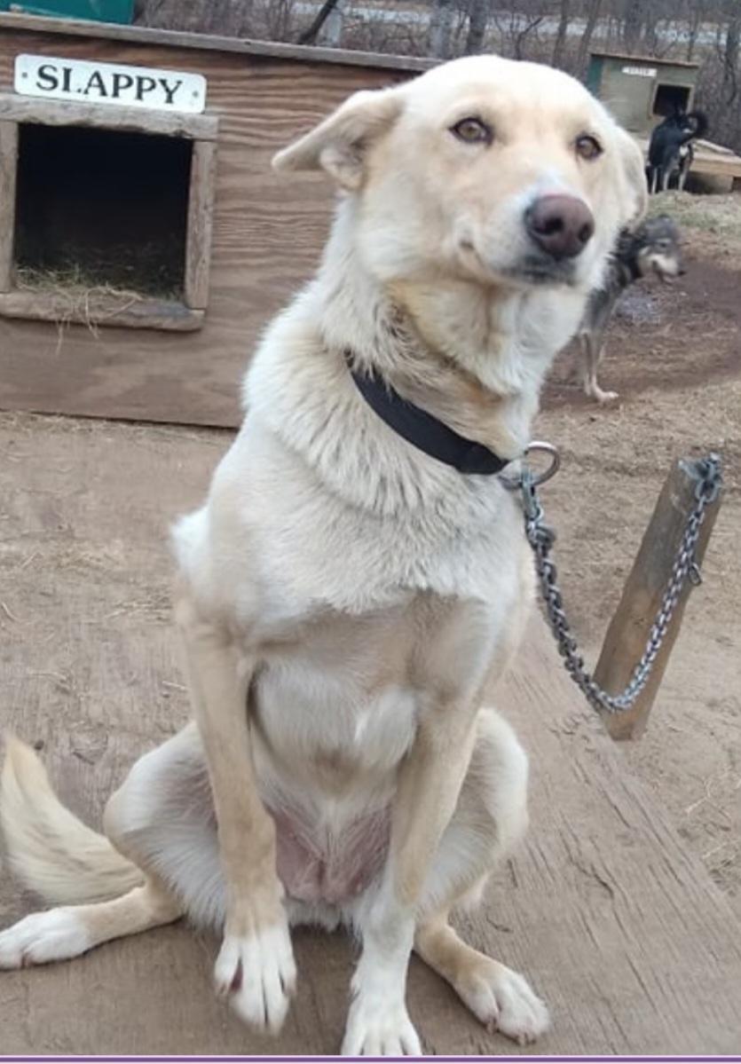 Slappy, a Adoptable Husky in Jefferson, NH image 1/2