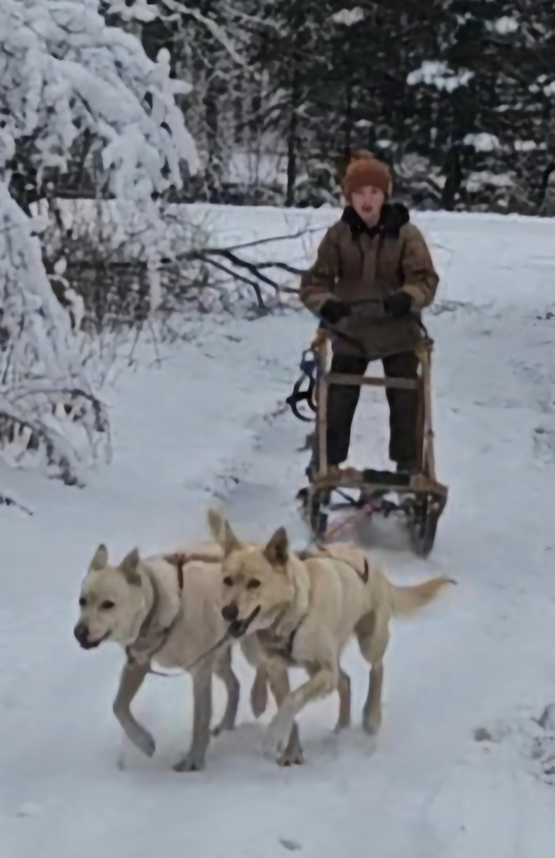Slappy, a Adoptable Husky in Jefferson, NH image 2/2