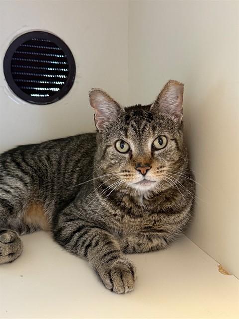 Enlarge HAROLD, a Adoptable mixed breed in Louisville, KY image 1/1