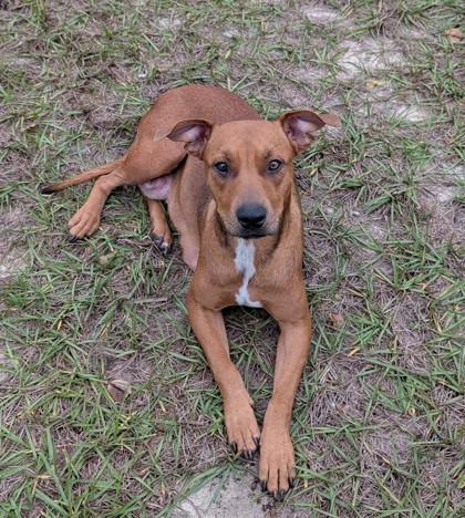 Lauren, Adoptable, Adult Female Mixed Breed & Mixed Breed.