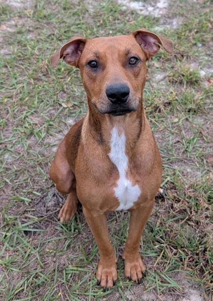 Enlarge Lauren, a Adoptable mixed breed in Sanford, FL image 2/2