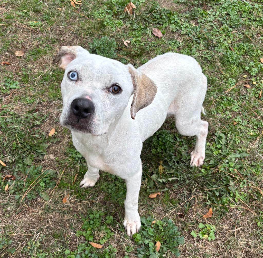 Kimmie, Adoptable, Young Female Dalmatian & Terrier.