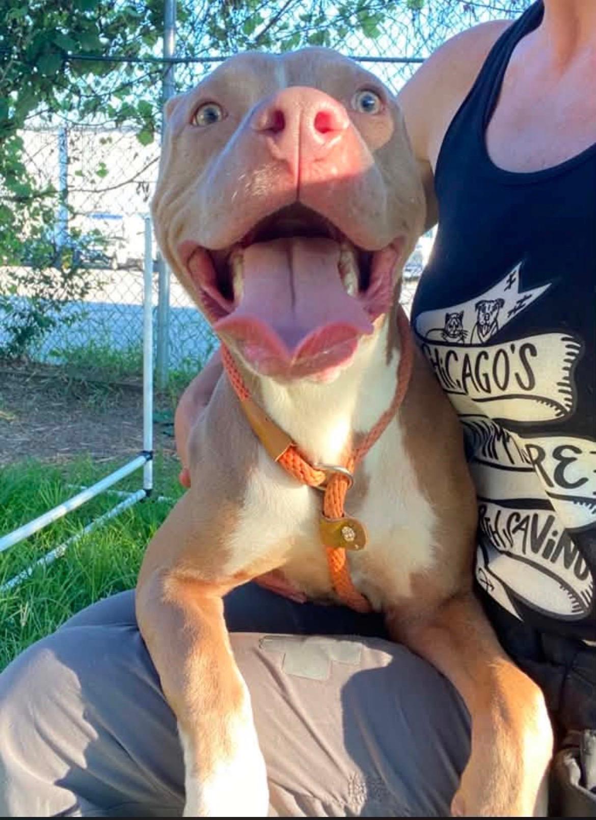 Enlarge Nantucket, a ADOPTABLE Pit Bull Terrier in Naperville, IL image 5/6