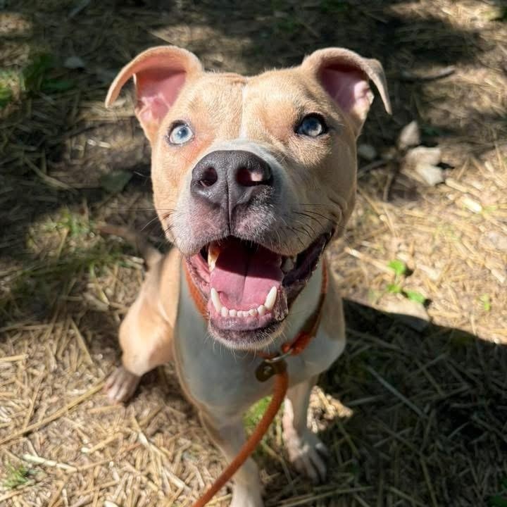 Enlarge Nantucket, a ADOPTABLE Pit Bull Terrier in Naperville, IL image 4/6