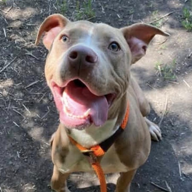 Enlarge Nantucket, a ADOPTABLE Pit Bull Terrier in Naperville, IL image 6/6