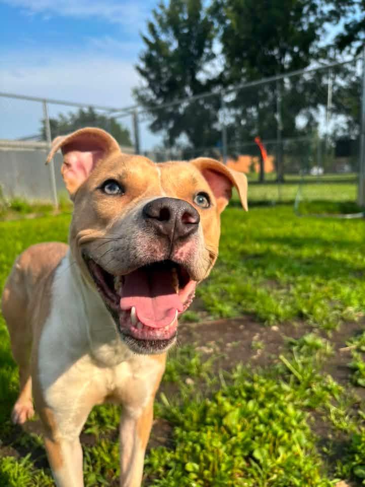 Nantucket, ADOPTABLE, Young Male Pit Bull Terrier.