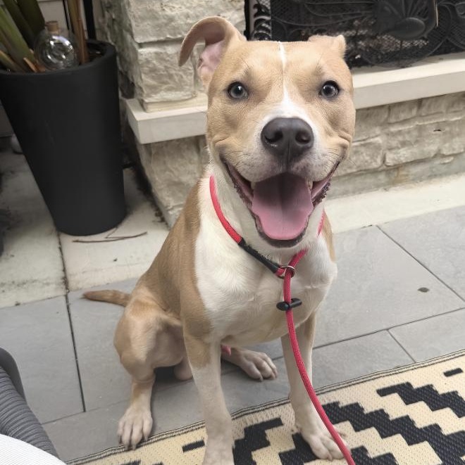 Enlarge Nantucket, a ADOPTABLE Pit Bull Terrier in Naperville, IL image 2/6