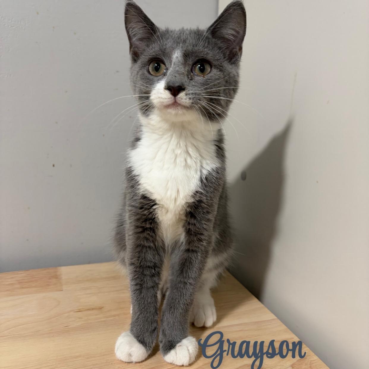 Grayson, Adoptable, Young Male American Shorthair.