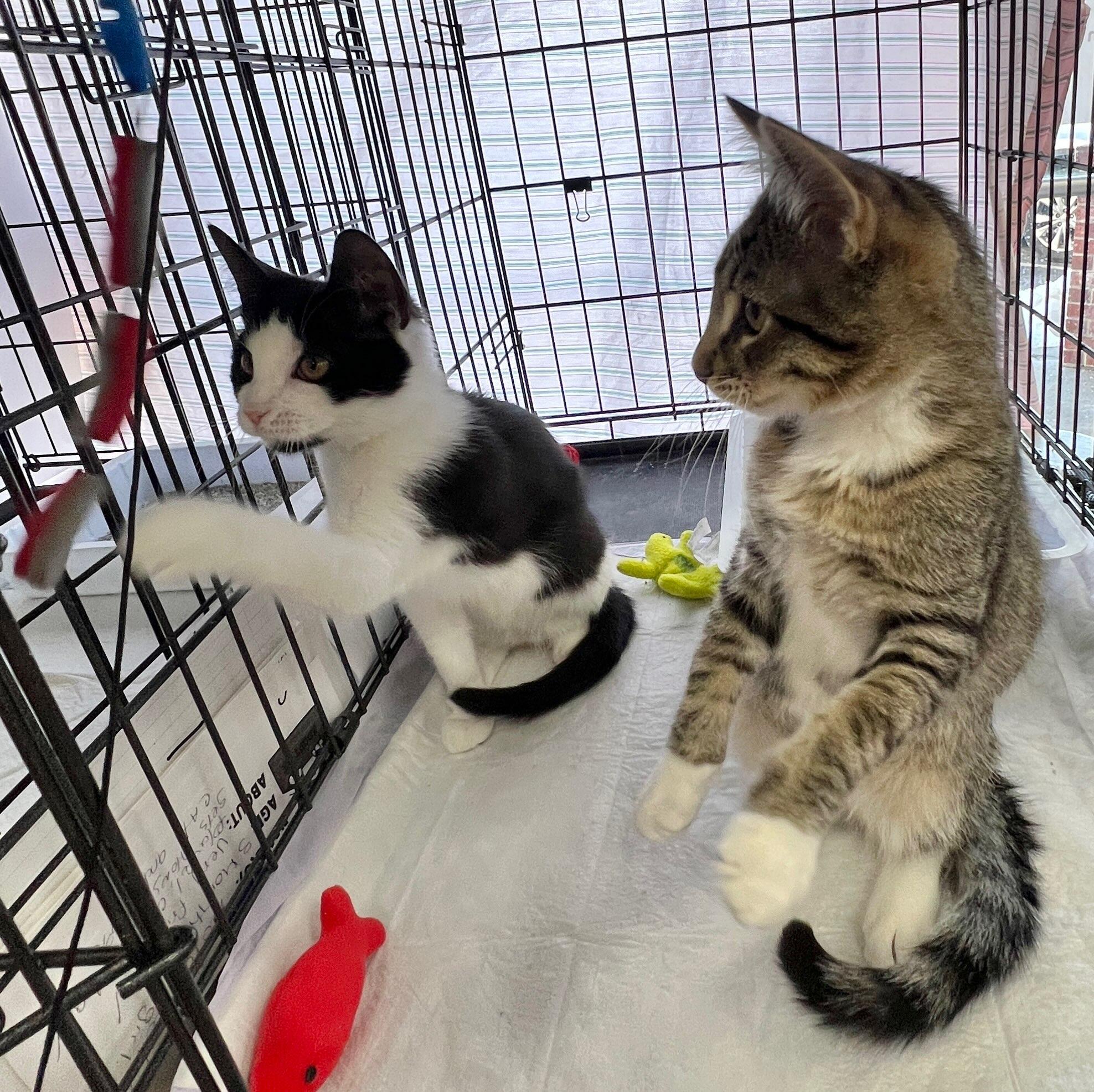 Enlarge Panda & Robin , an adopted Tabby in Closter, NJ image 2/5