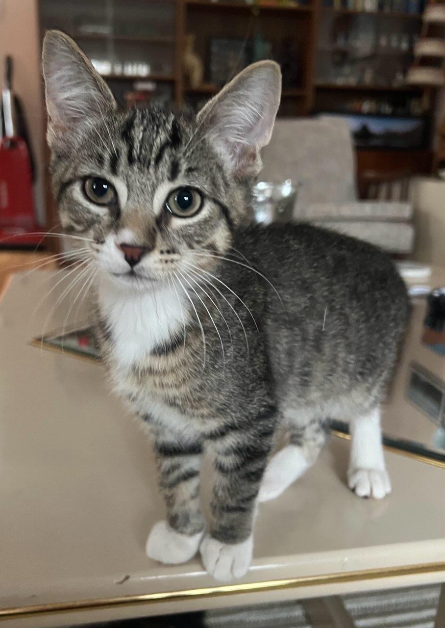 Enlarge Panda & Robin , an adopted Tabby in Closter, NJ image 4/5