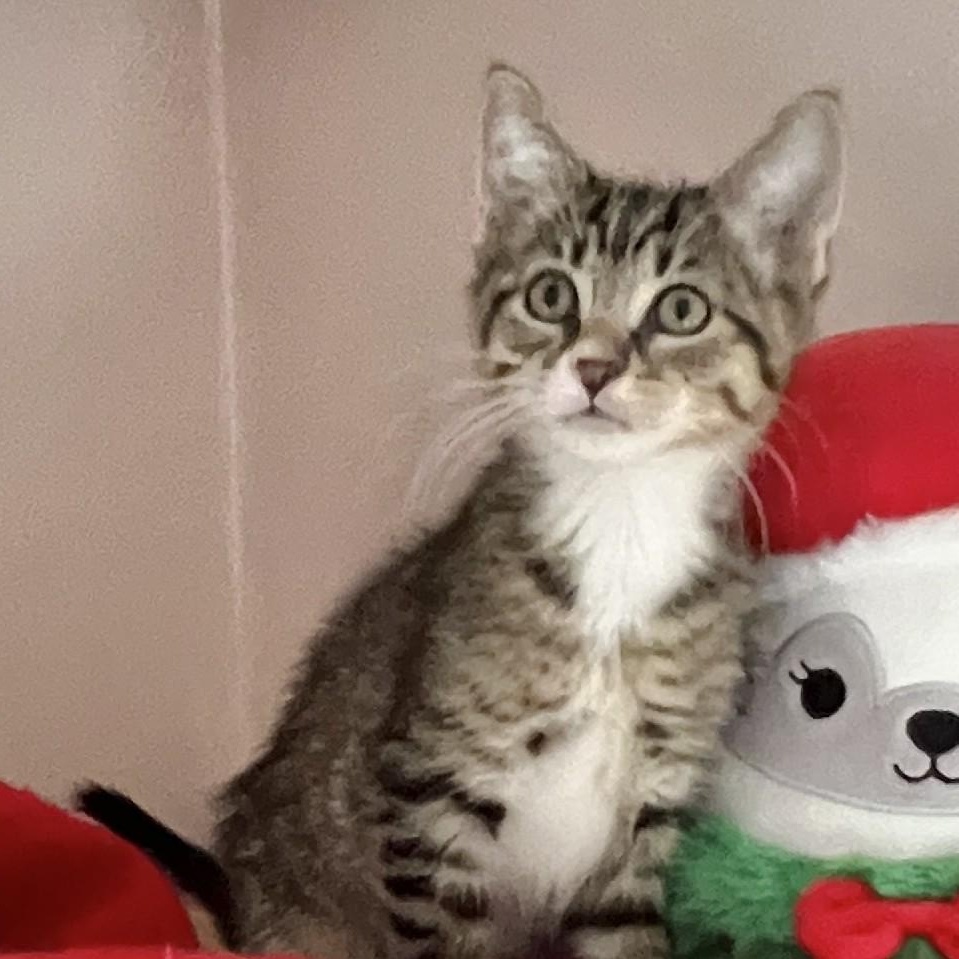 Panda & Robin thumbnail 3