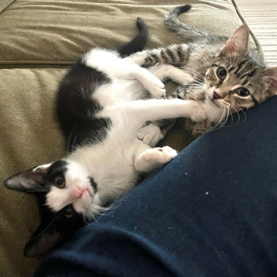 Enlarge Panda & Robin , an adopted Tabby in Closter, NJ image 1/5