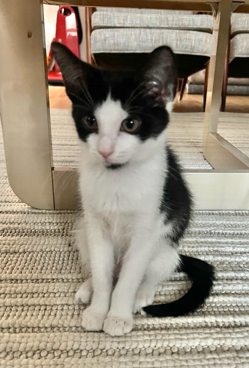 Enlarge Panda & Robin , an adopted Tabby in Closter, NJ image 5/5