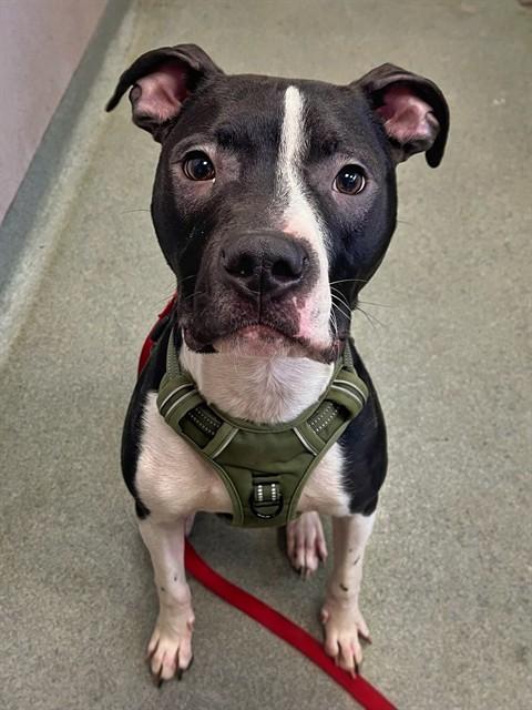 ELVIS PAWSLEY, Adoptable, Young Male Pit Bull Terrier & Mixed Breed.