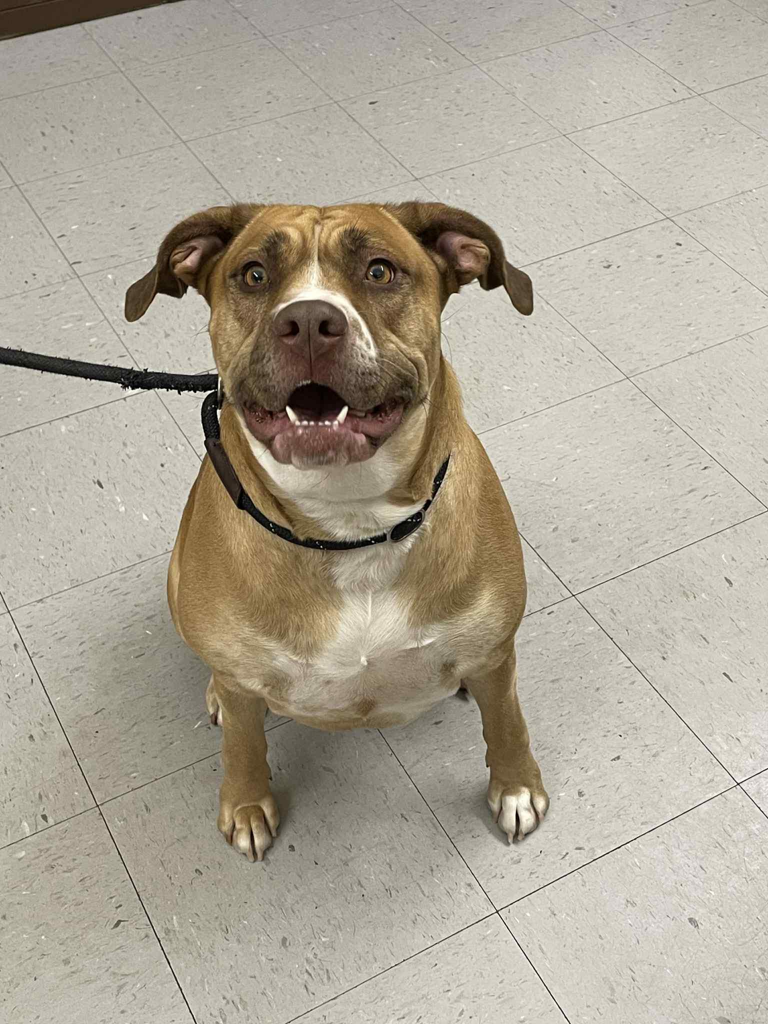 Billy, Adoptable, Adult Female Terrier.