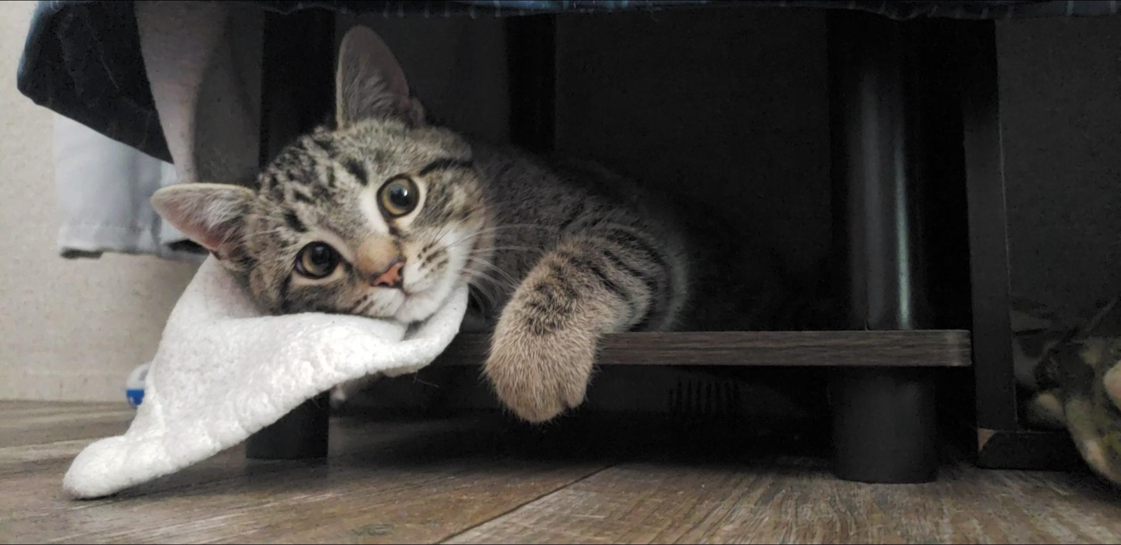 Jamie, a Adoptable Domestic Short Hair in Clyde, NC image 1/4