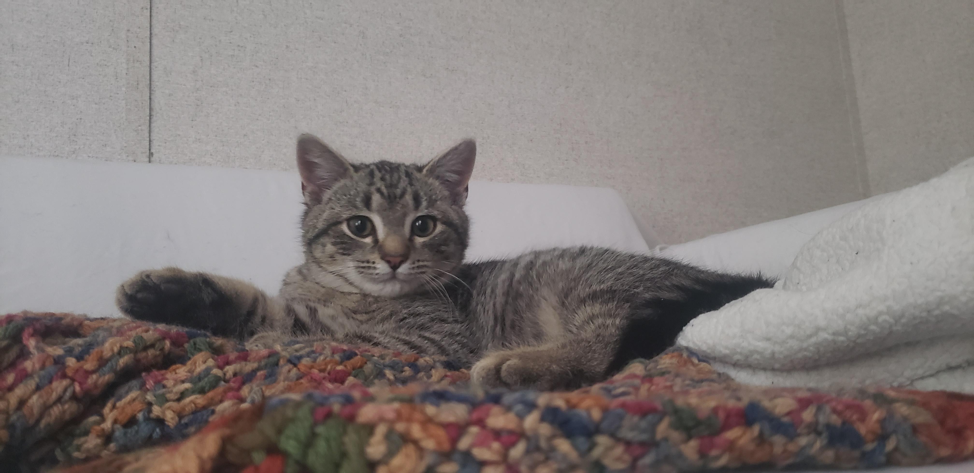 Jamie, a Adoptable Domestic Short Hair in Clyde, NC image 2/4