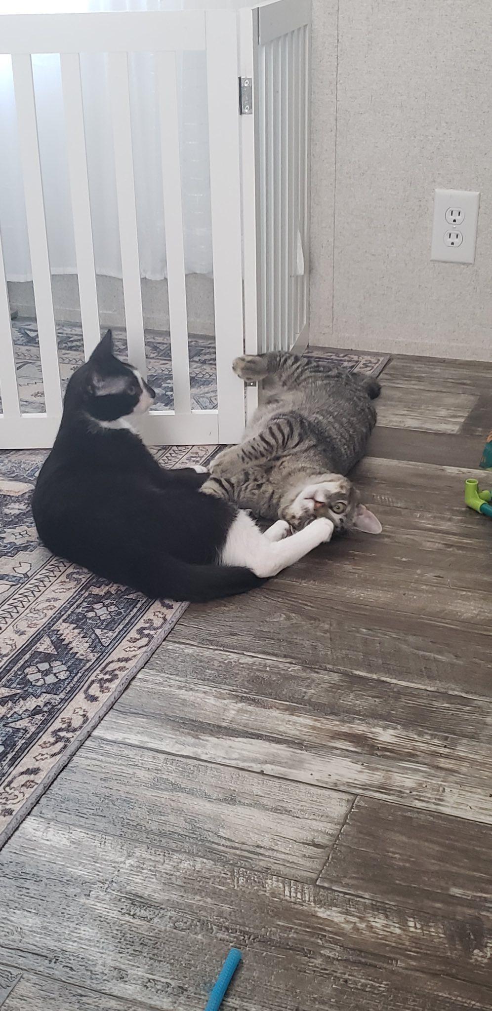 Jamie, a Adoptable Domestic Short Hair in Clyde, NC image 3/4