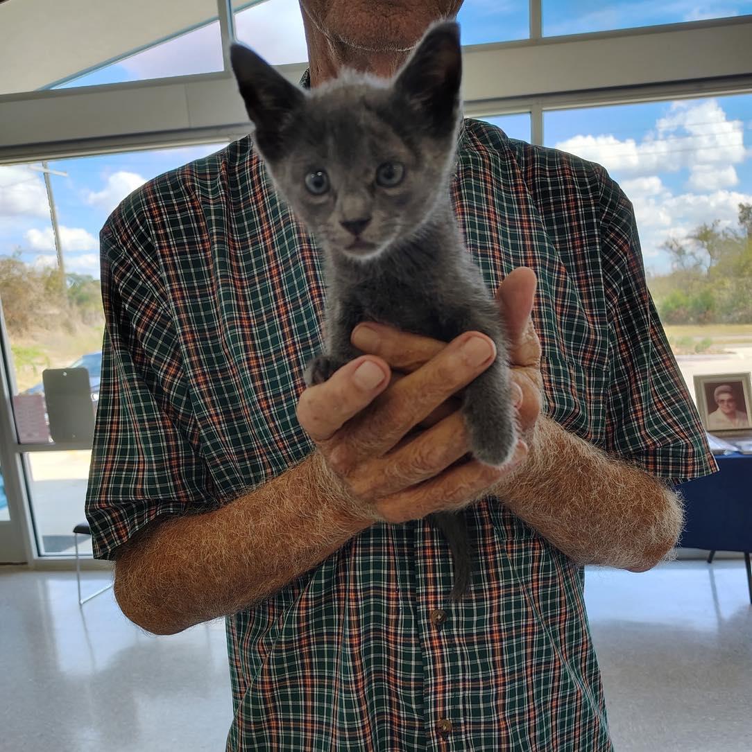 Nugget, adopted, Kitten Male Domestic Short Hair.