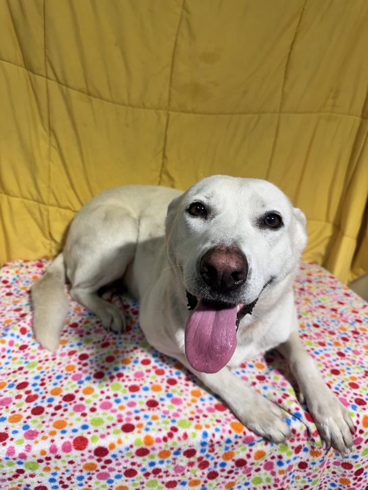 Nakota, Adoptable, Adult Female Labrador Retriever & Carolina Dog.
