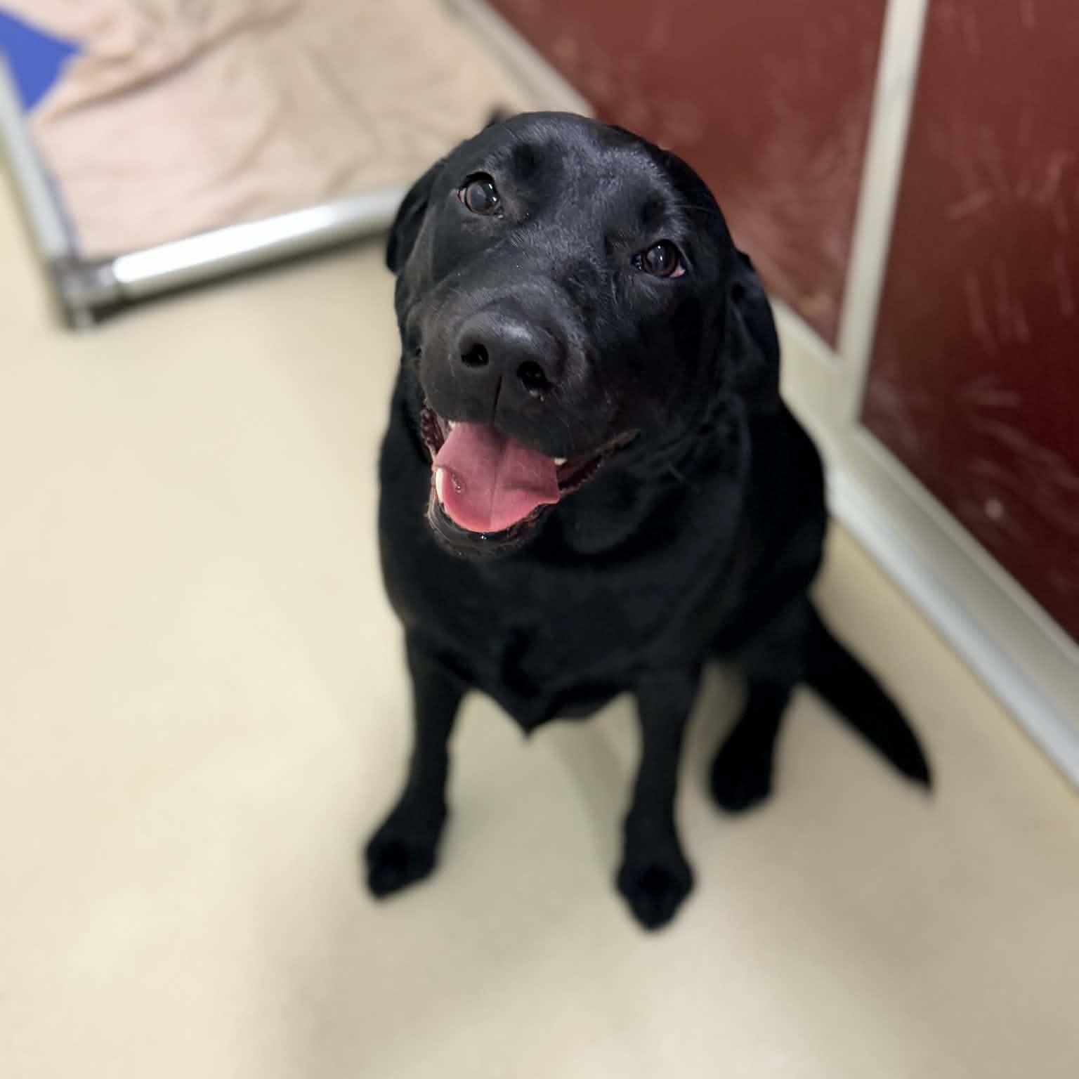 Enlarge Sprinkles, an adopted Labrador Retriever in Phoenixville, PA image 1/1