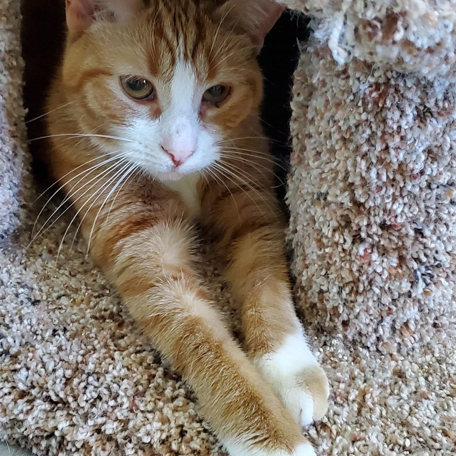 Giselle, a Adoptable Domestic Short Hair in Landenberg, PA image 2/4