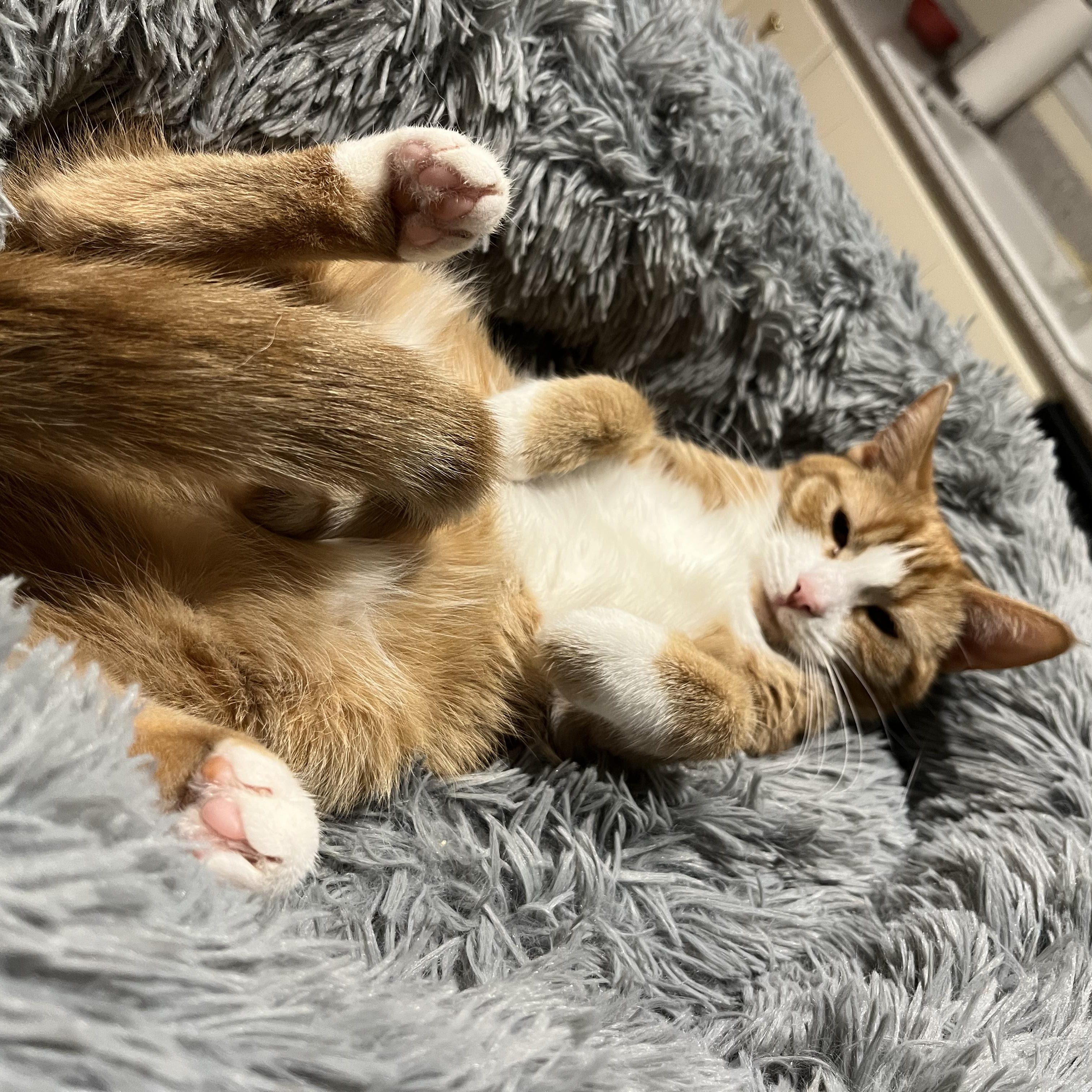 Giselle, a Adoptable Domestic Short Hair in Landenberg, PA image 4/4