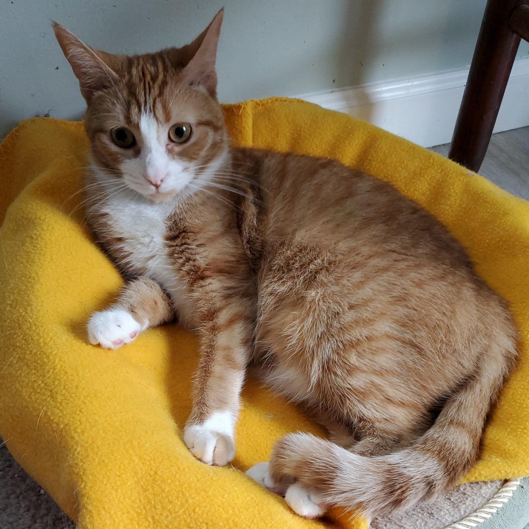 Giselle, a Adoptable Domestic Short Hair in Landenberg, PA image 1/4