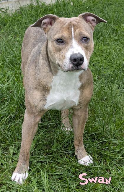 Enlarge Swan, a Adoptable mixed breed in Mason, MI image 1/2