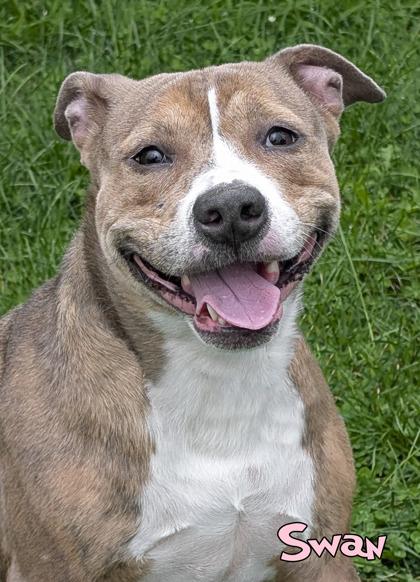 Enlarge Swan, a Adoptable mixed breed in Mason, MI image 2/2