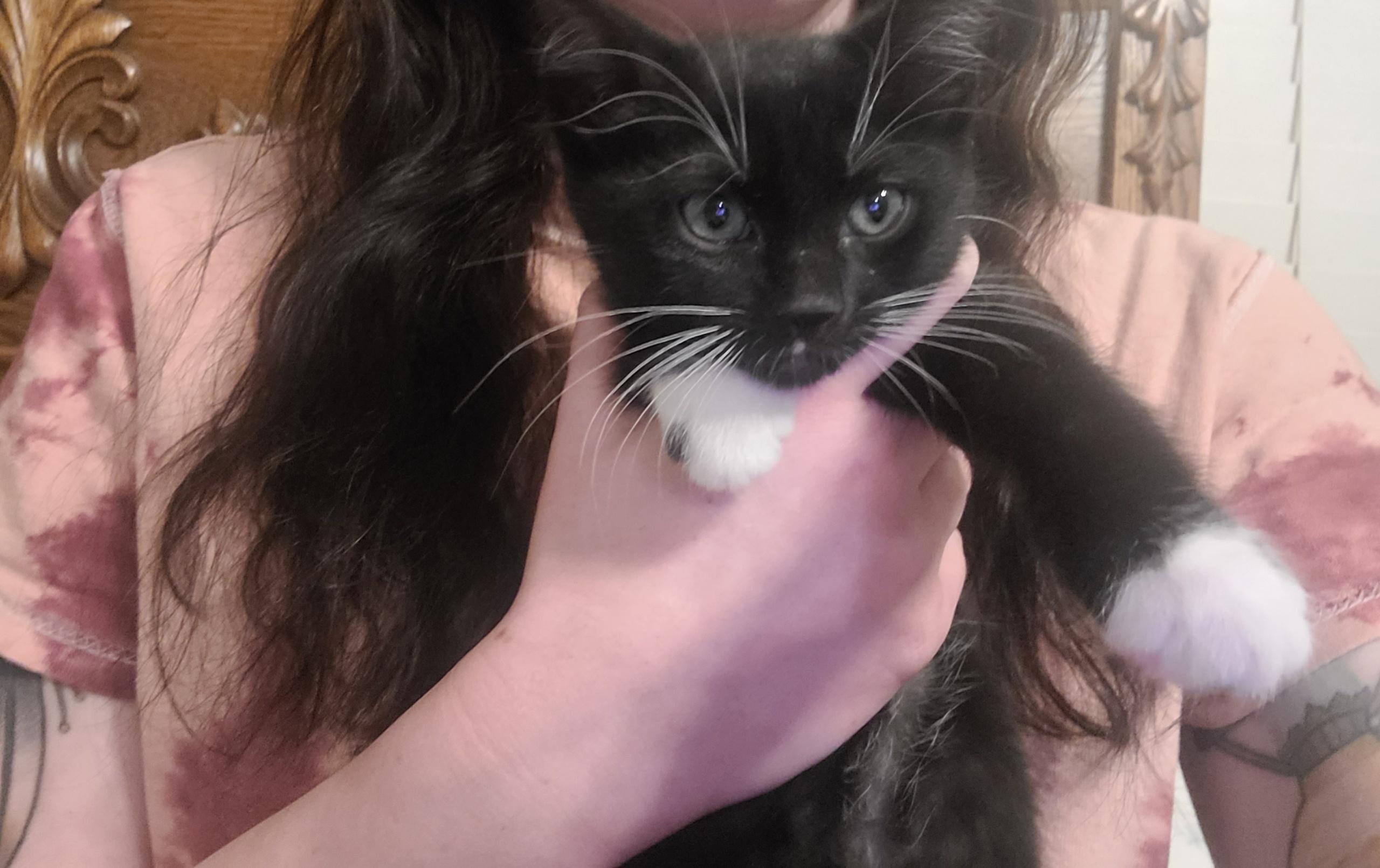 Poppy, Adoptable, Kitten Female Domestic Short Hair.