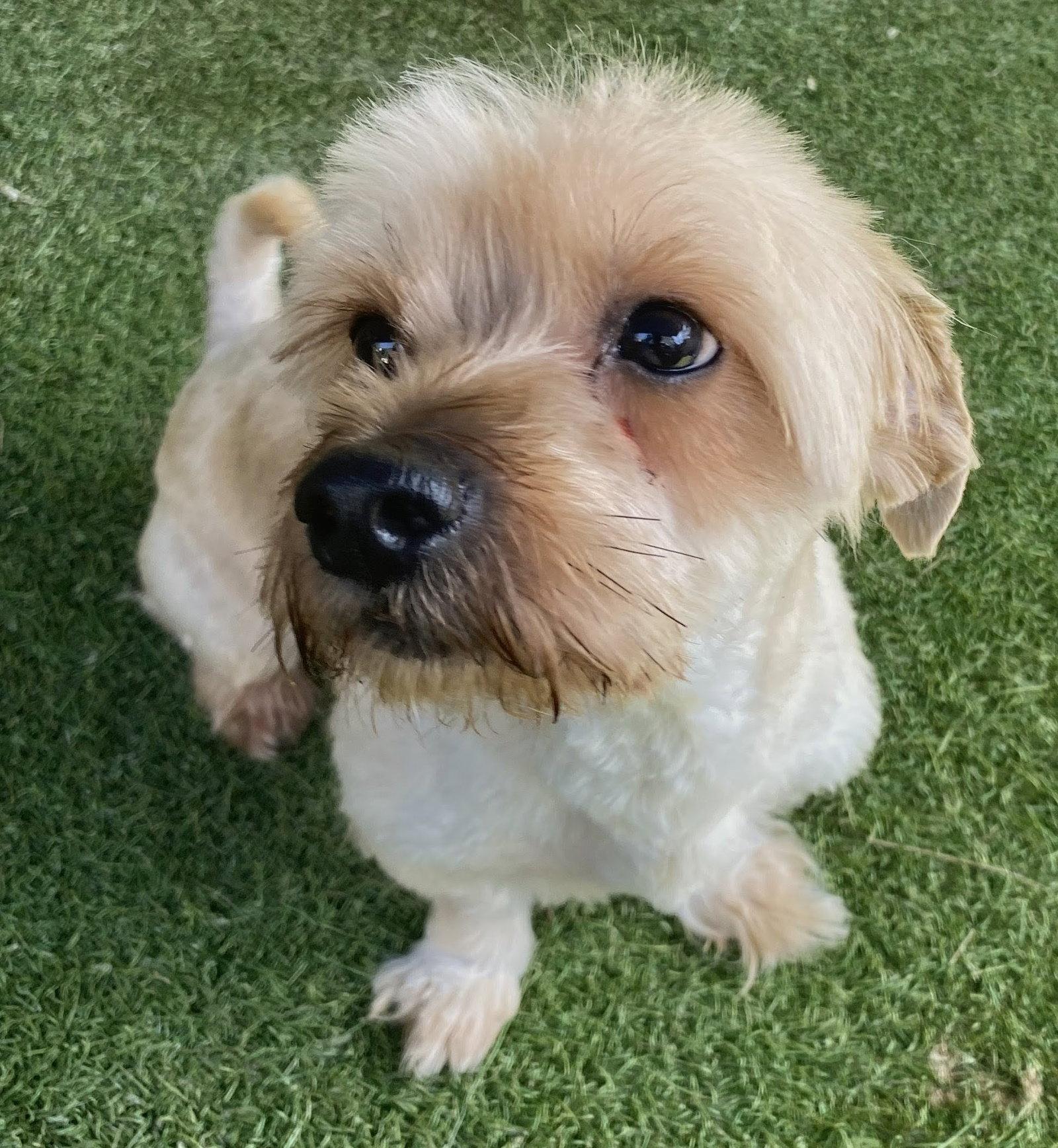 Enlarge Osito, a Adopted mixed breed in Oakland Park, FL image 1/1