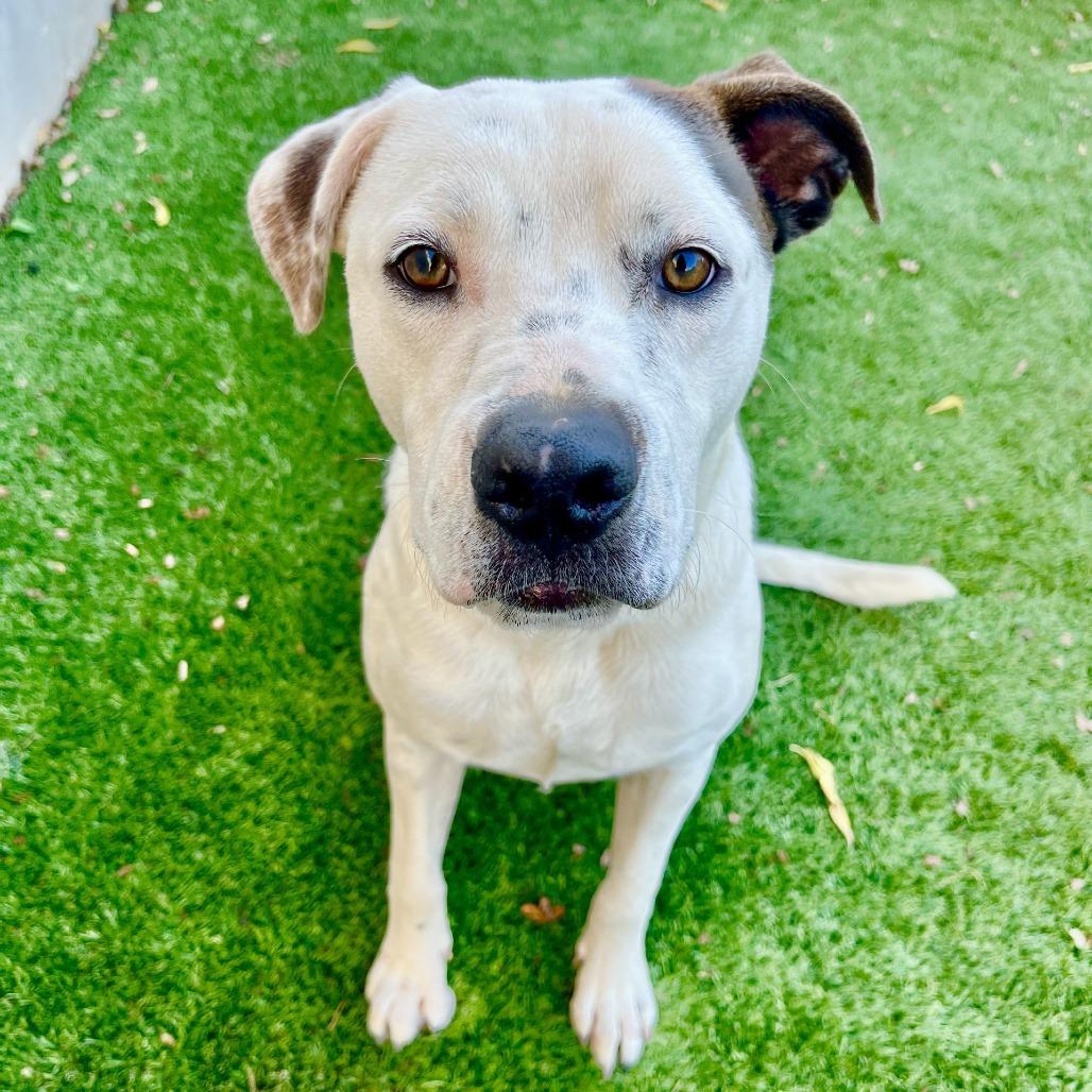 Rockey, Adoptable, Adult Male Cattle Dog & Mixed Breed.