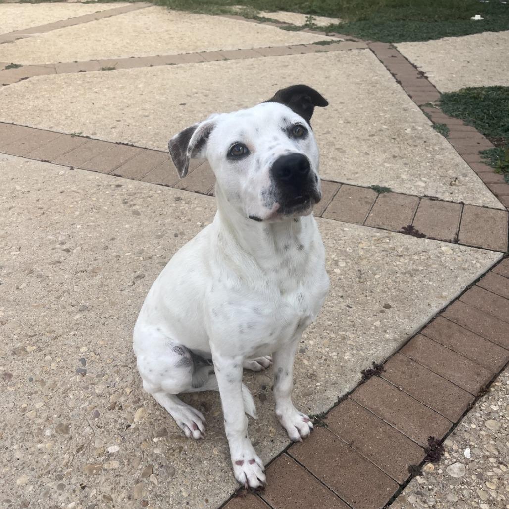 Rockey, Adoptable, Adult Male Cattle Dog & Mixed Breed.