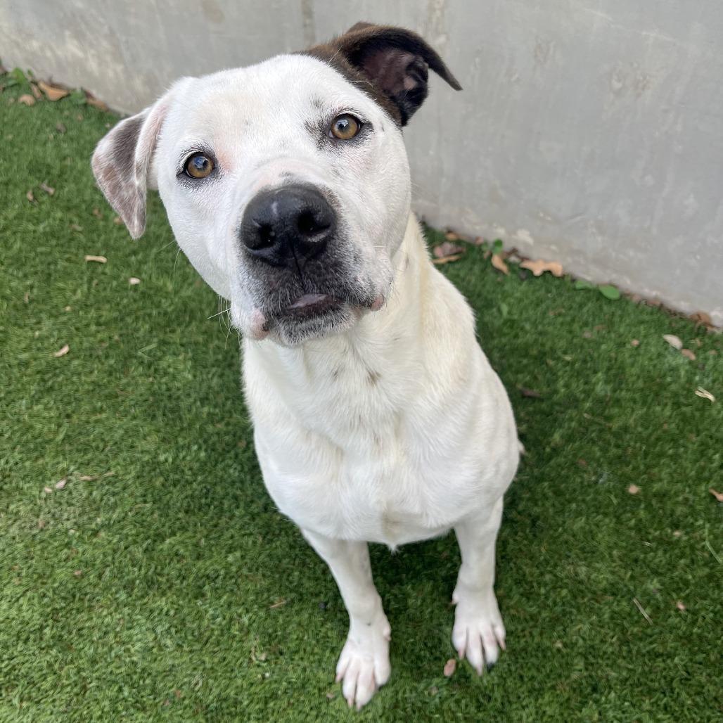 Enlarge Rockey, a Adoptable mixed breed in Fredericksburg, TX image 2/6