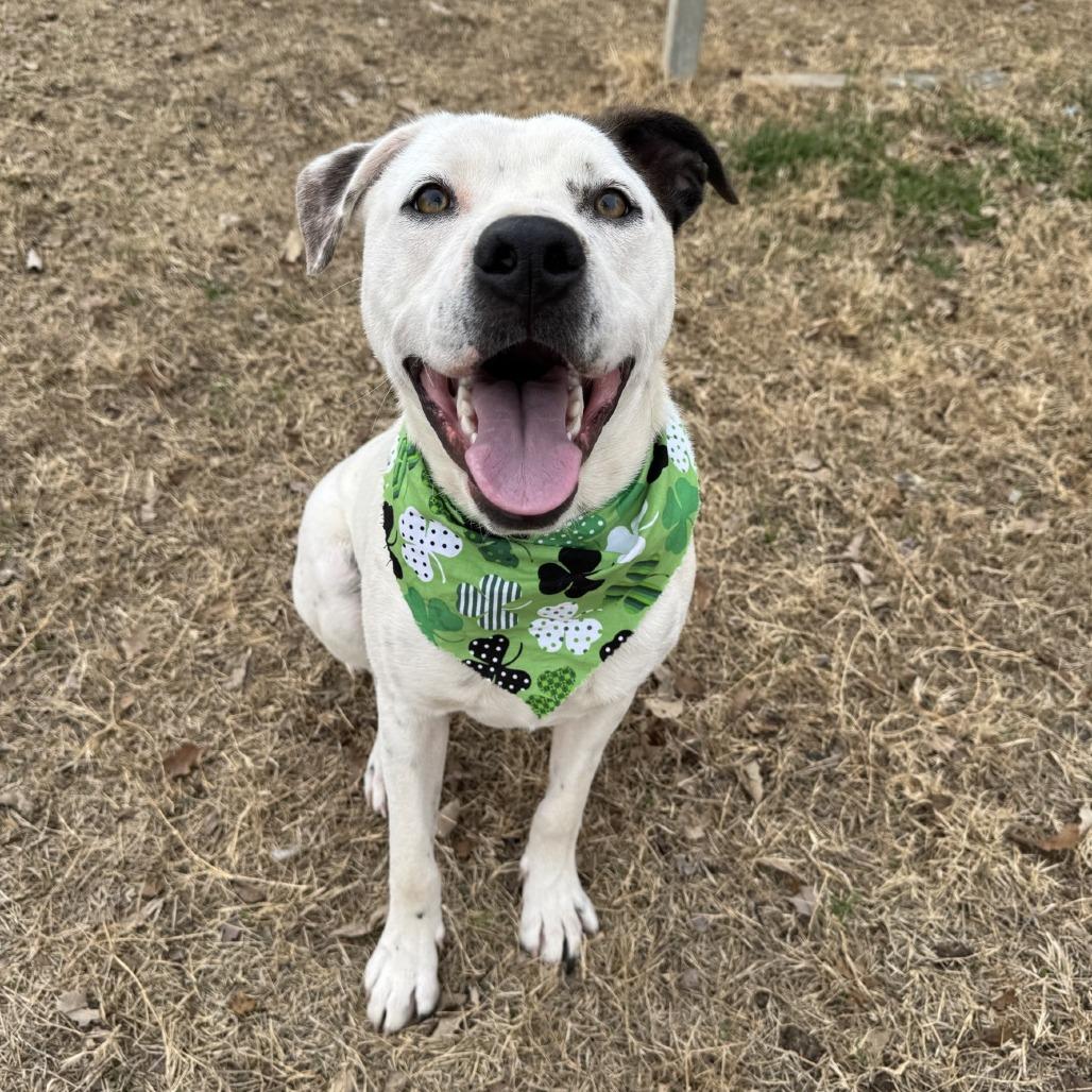 Enlarge Rockey, a Adoptable mixed breed in Fredericksburg, TX image 2/6