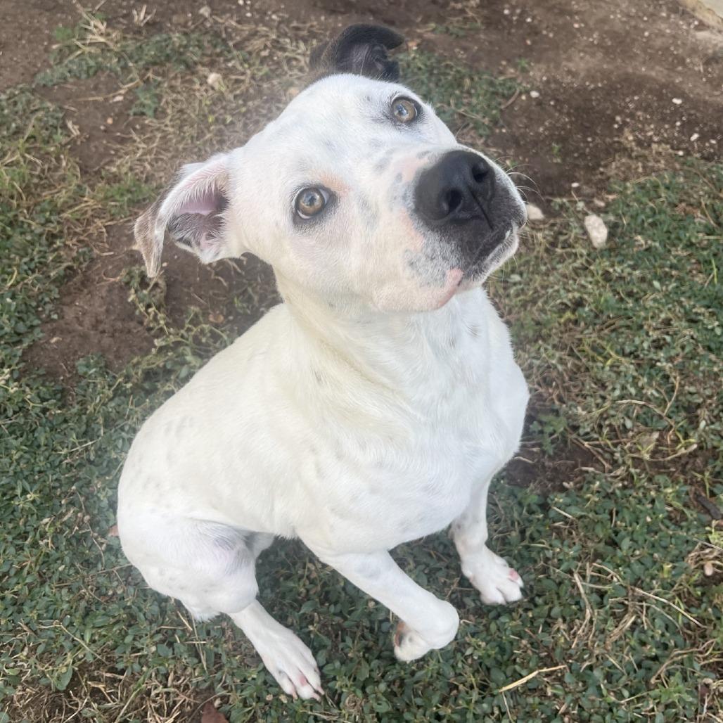 Enlarge Rockey, a Adoptable mixed breed in Fredericksburg, TX image 3/6