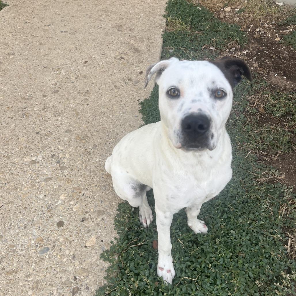 Enlarge Rockey, a Adoptable mixed breed in Fredericksburg, TX image 4/6