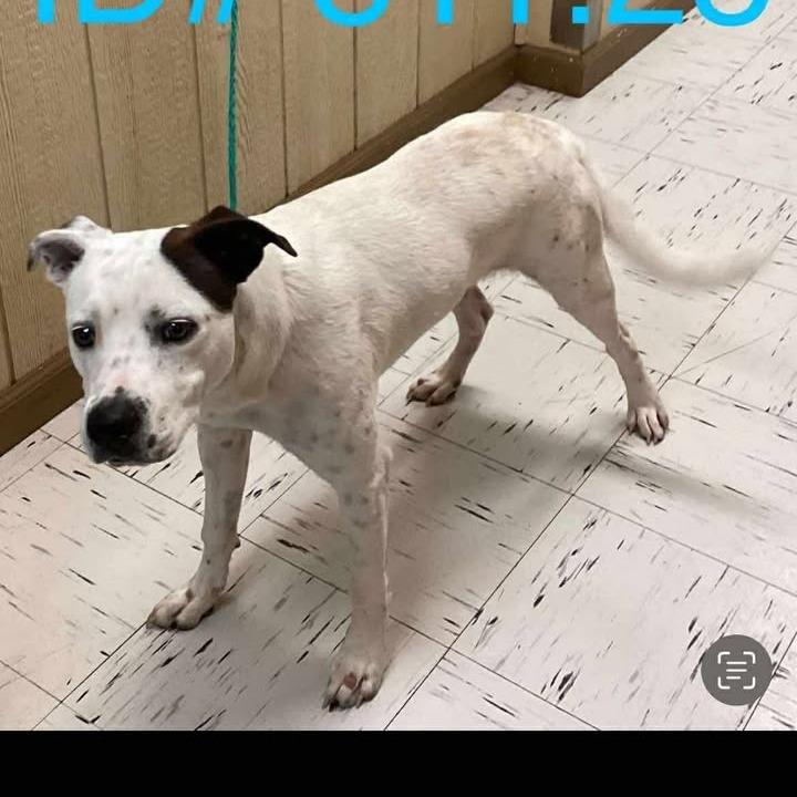 Enlarge Rockey, a Adoptable mixed breed in Fredericksburg, TX image 5/6