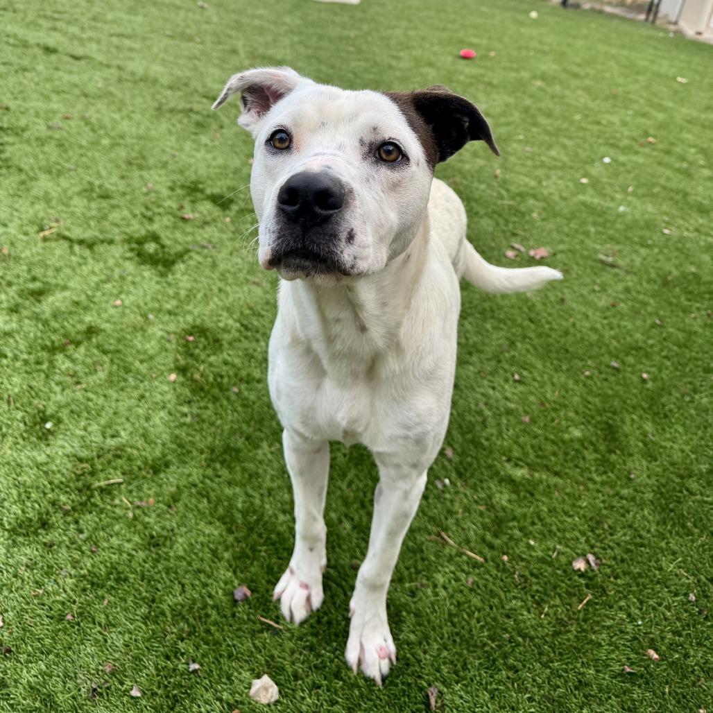 Enlarge Rockey, a Adoptable mixed breed in Fredericksburg, TX image 6/6