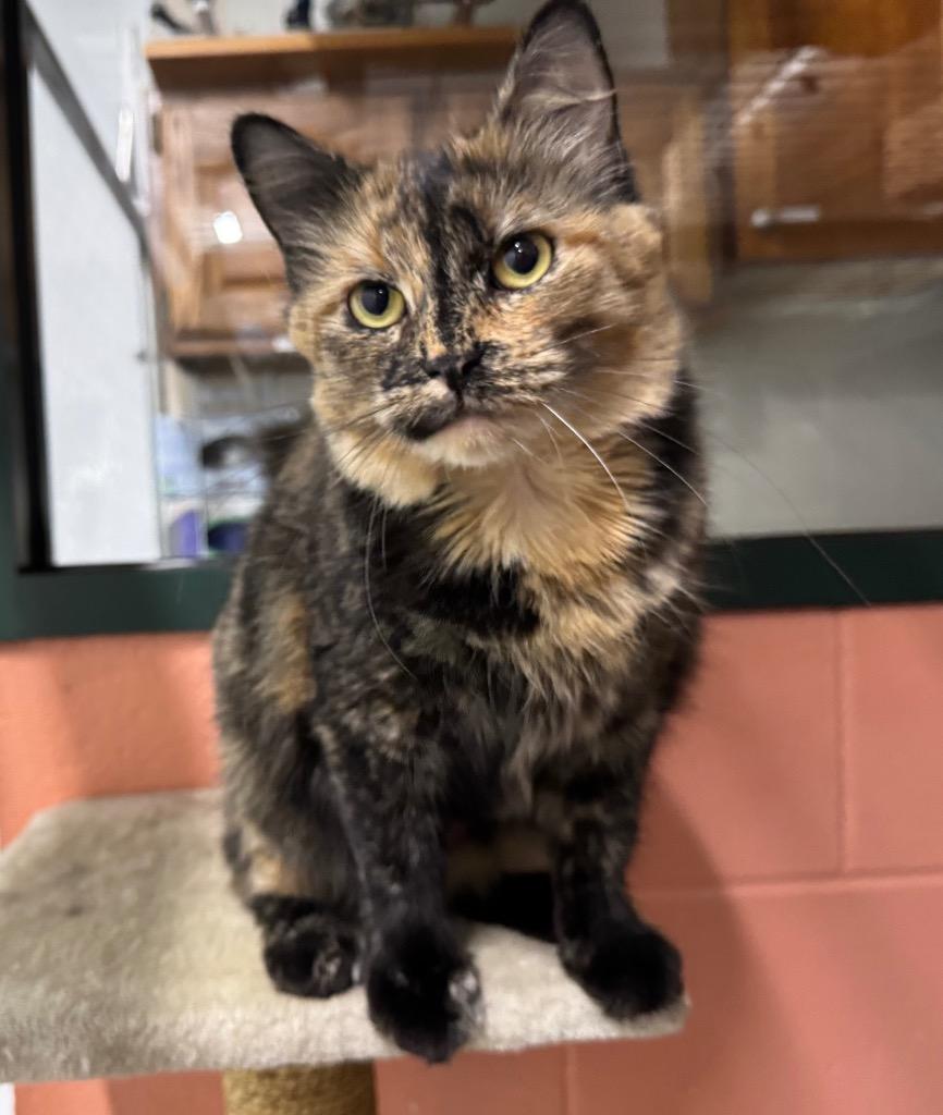 Pumpkin, Adoptable, Young Female Domestic Short Hair.