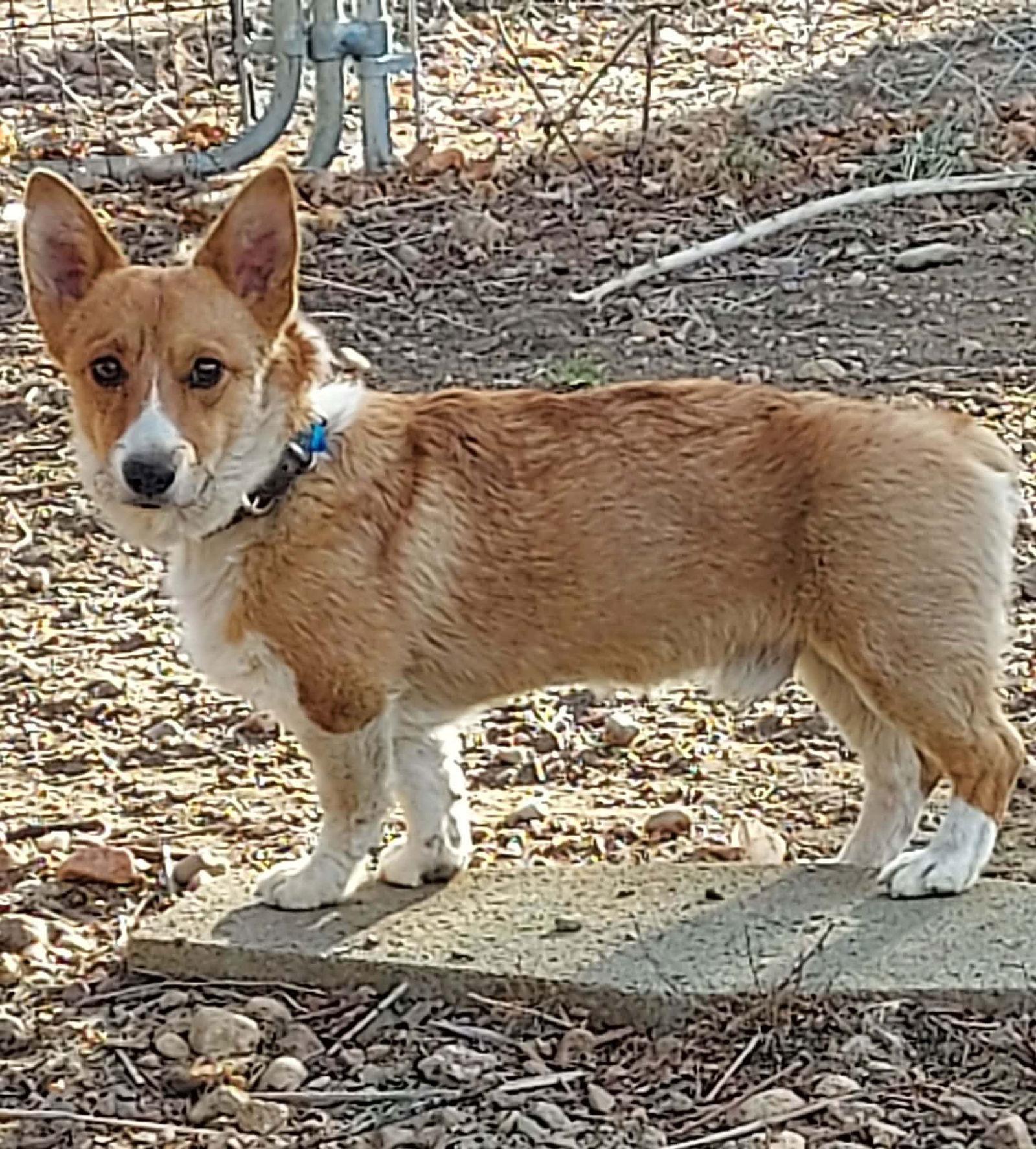 Ziggy, Adoptable, Young Male Corgi.