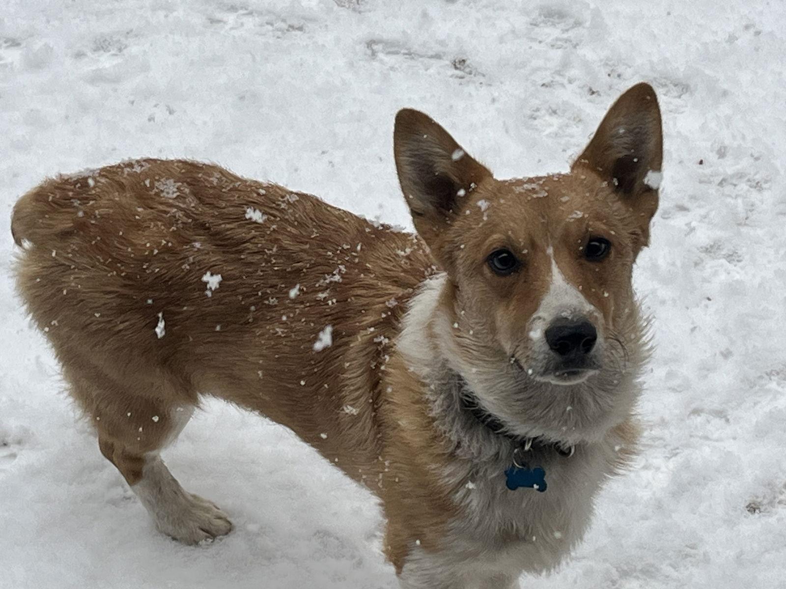Enlarge Ziggy, a Adoptable Corgi in Denver, CO image 2/3
