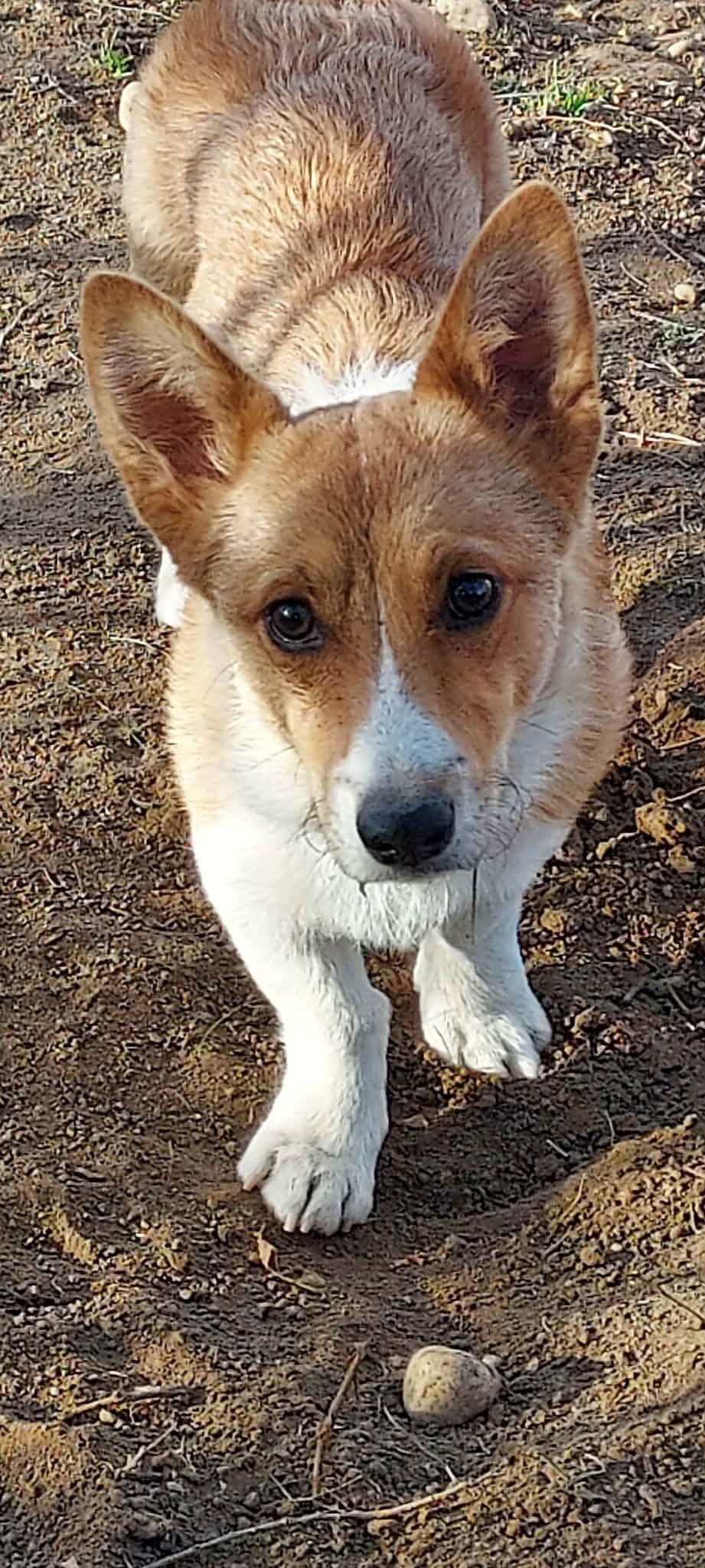 Enlarge Ziggy, a Adoptable Corgi in Denver, CO image 2/3